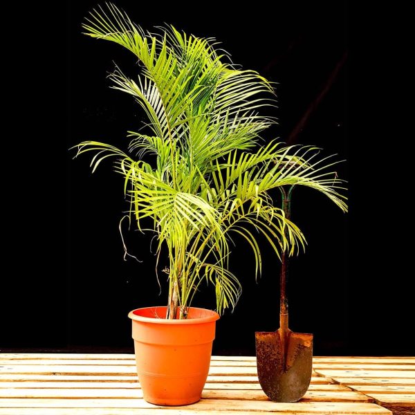Potted - Golden Palm - Image 2