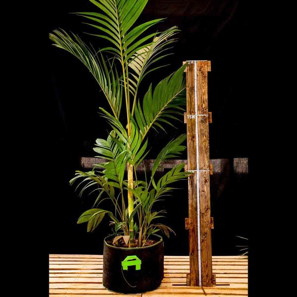 Pinanga Coronata - Pinanga Palm