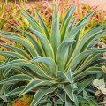 Agave Desmettiana Variegata