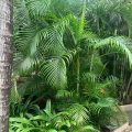 Dypsis Lutescens (Golden Palm/Areca palm)
