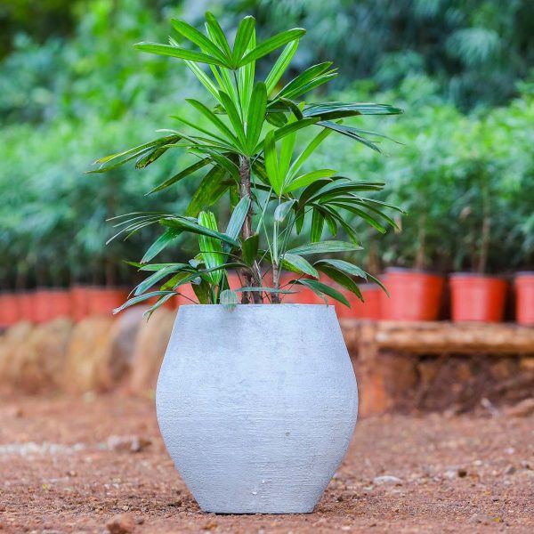 Potted - Lady Palm