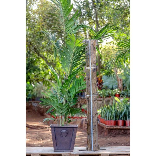 Potted Pinanga Palm