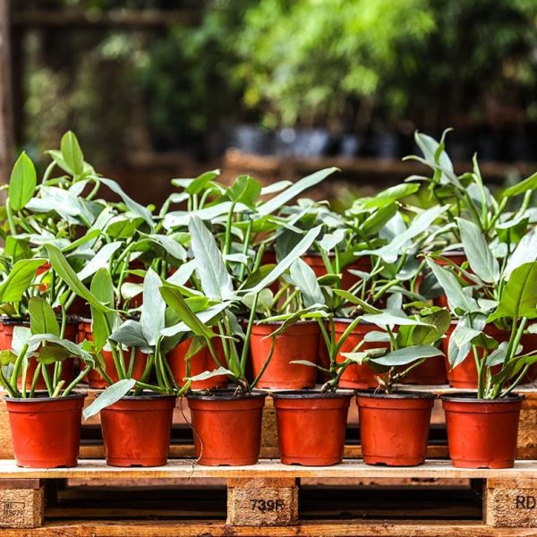 Philodendron Hastatum - Silver Sword