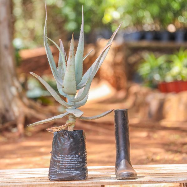 Aloe Spp - Image 2