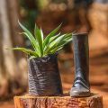 Agave Desmettiana Variegata - Image 2
