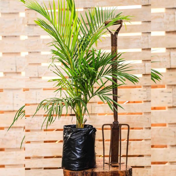 Dypsis Lutescens (Golden Palm/Areca palm) - Image 2