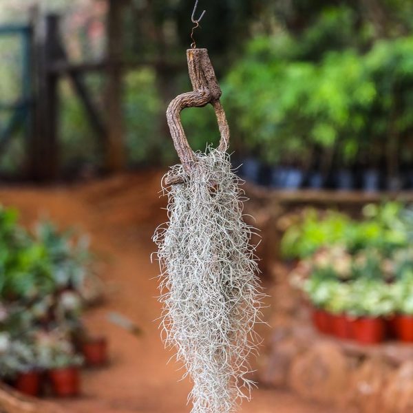 Tillandisia usneoides - Spanish moss - Image 2