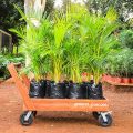 Dypsis Lutescens (Golden Palm/Areca palm) - Image 3