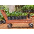 Agave Desmettiana Variegata - Image 3