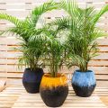 Dypsis Lutescens (Golden Palm/Areca palm) - Image 4