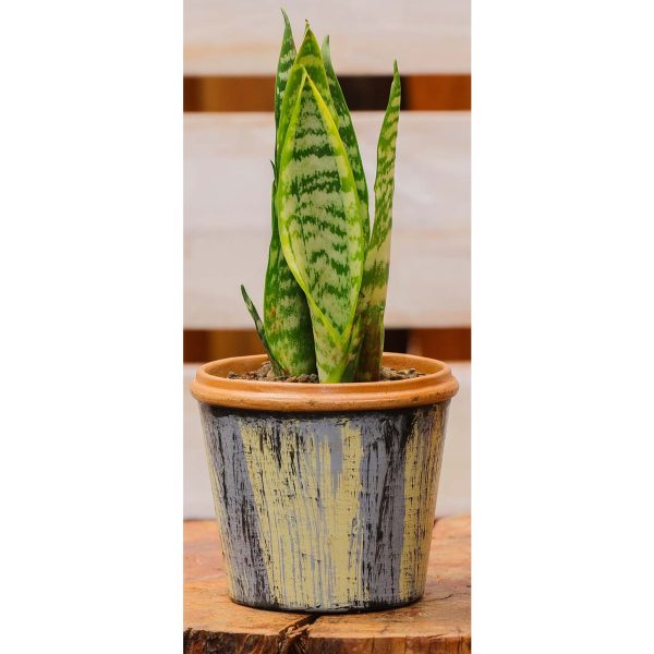 Potted - Sanseveria Trifasciata