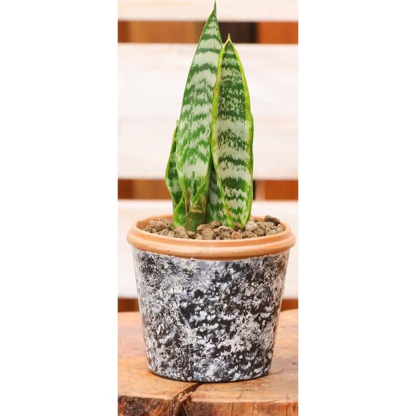 Potted - Sanseveria Trifasciata - Image 10