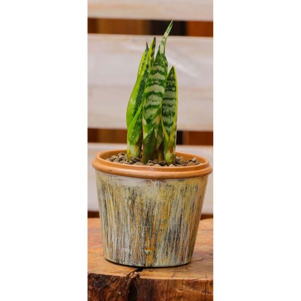 Potted - Sanseveria Trifasciata - Image 11