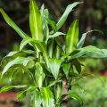 Dracaena Fragrans 'Cintho'