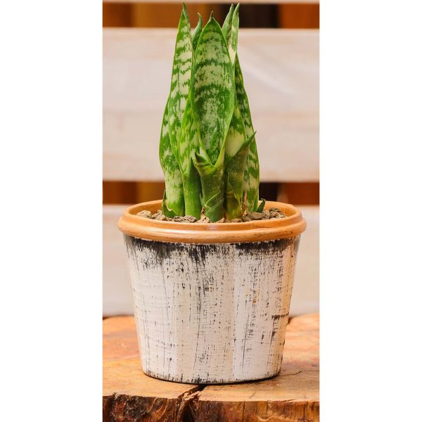 Potted - Sanseveria Trifasciata - Image 2