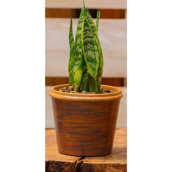 Potted - Sanseveria Trifasciata - Image 3