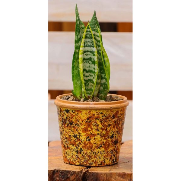 Potted - Sanseveria Trifasciata - Image 4
