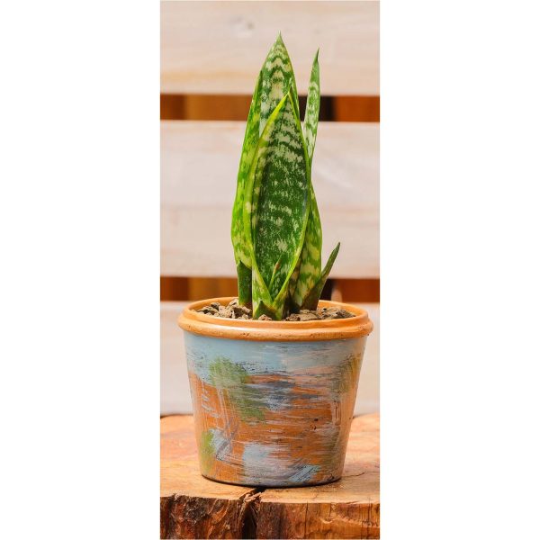 Potted - Sanseveria Trifasciata - Image 5