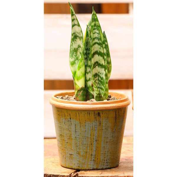 Potted - Sanseveria Trifasciata - Image 6