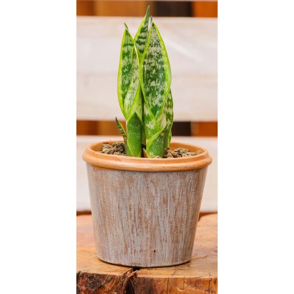 Potted - Sanseveria Trifasciata - Image 7