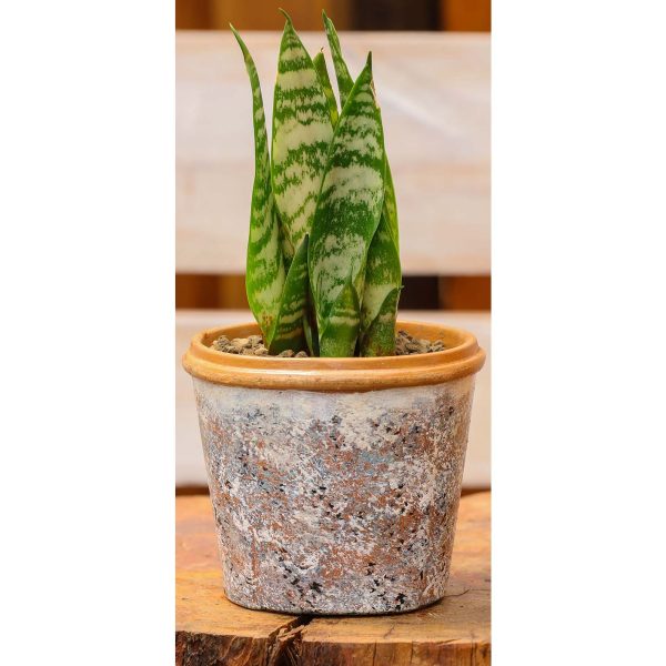 Potted - Sanseveria Trifasciata - Image 8