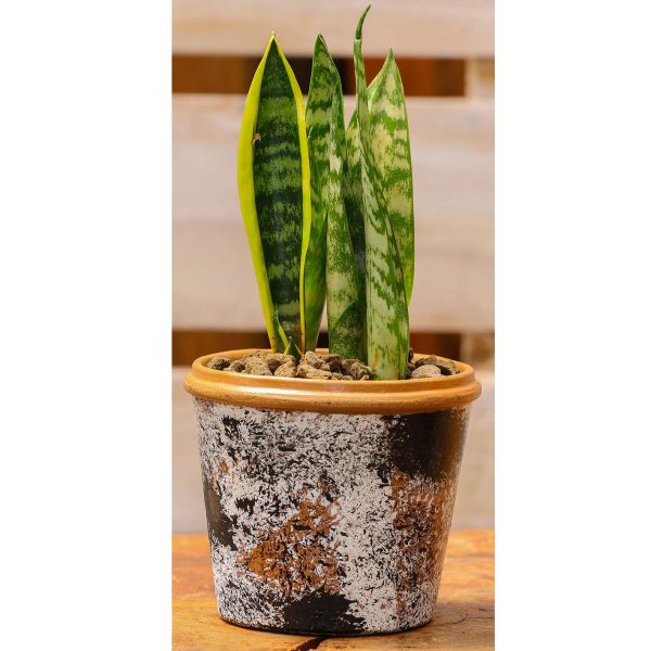 Potted - Sanseveria Trifasciata - Image 9