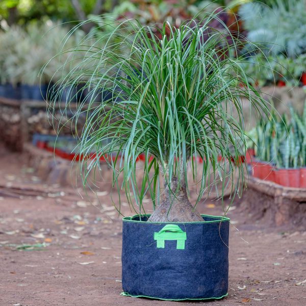 Ponytail Palm - Beaucarnea Recurvata