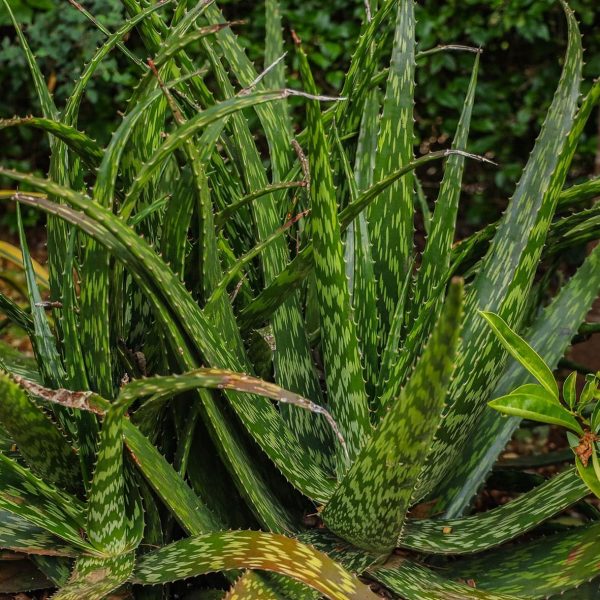 Aloe Spp