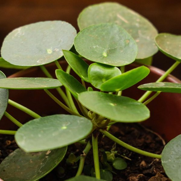 Pilea peperomioides - Chinese money plant