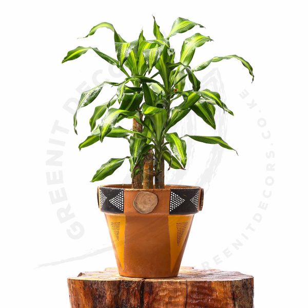 Dracaena Fragrans 'Cintho' - Image 2