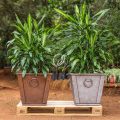 Dracaena Fragrans 'Cintho' - Image 3