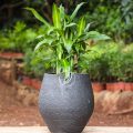 Dracaena Fragrans 'Cintho' - Image 4