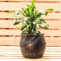 Dracaena Fragrans 'Cintho' - Image 5