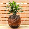 Dracaena Fragrans 'Cintho' - Image 6