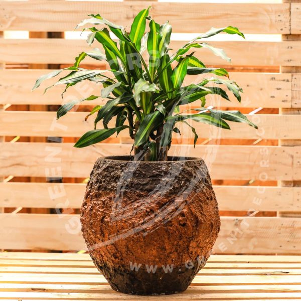 Dracaena Fragrans 'Cintho' - Image 6