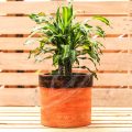Dracaena Fragrans 'Cintho' - Image 7