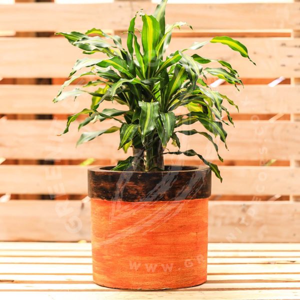 Dracaena Fragrans 'Cintho' - Image 7
