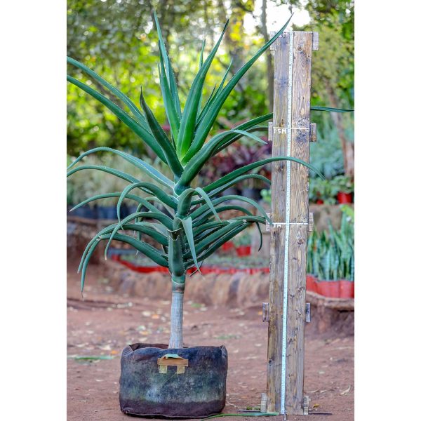 Aloe Bainesii - Aloidendron barberae (Tree Aloe)