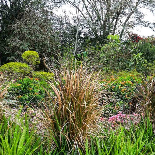 Fountain grass- Pennisetum Purple