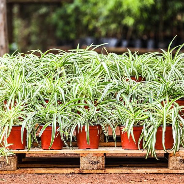 Chlorophylum Comosum -Spider plant