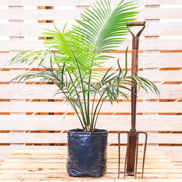 Cycas Thouarsii (Smooth Cycas) - Image 2