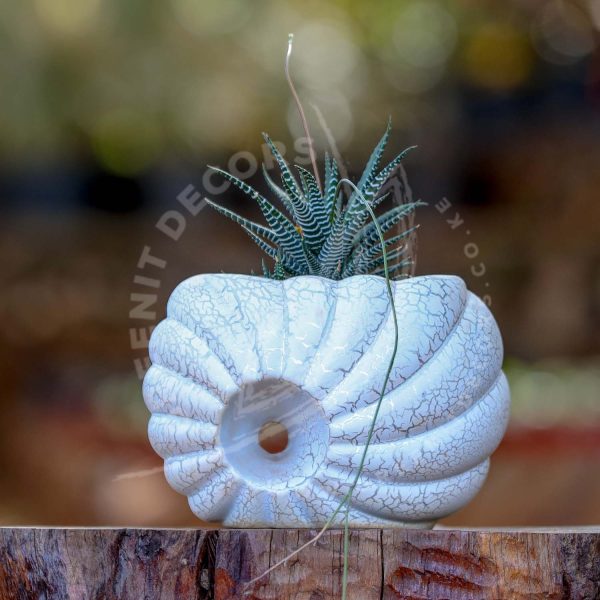 Potted - Zebra Cactus - Image 2
