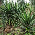 Aloe Spp - Image 2
