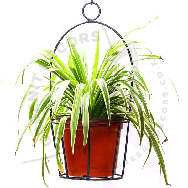 Chlorophylum Comosum -Spider plant - Image 2