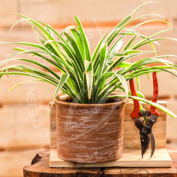 Chlorophylum Comosum -Spider plant - Image 4