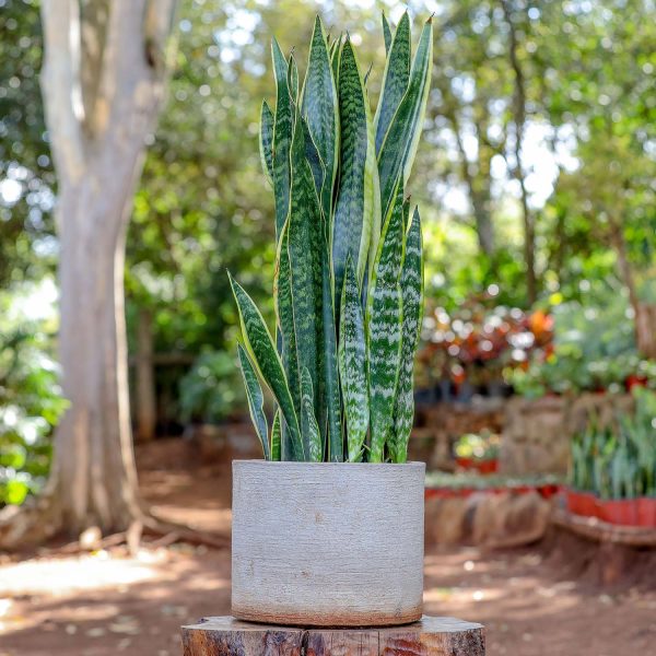 Potted - Sanseveria Trifasciata