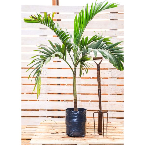 Christmas Palm - Adonidia merrillii