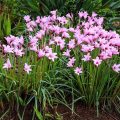 Brazilian Copper Lily (Habranthus robustus)/rain lily