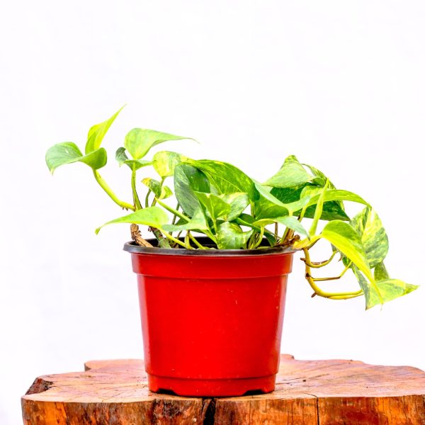 Eipremnum Aureum - Variegata - Golden Yellow
