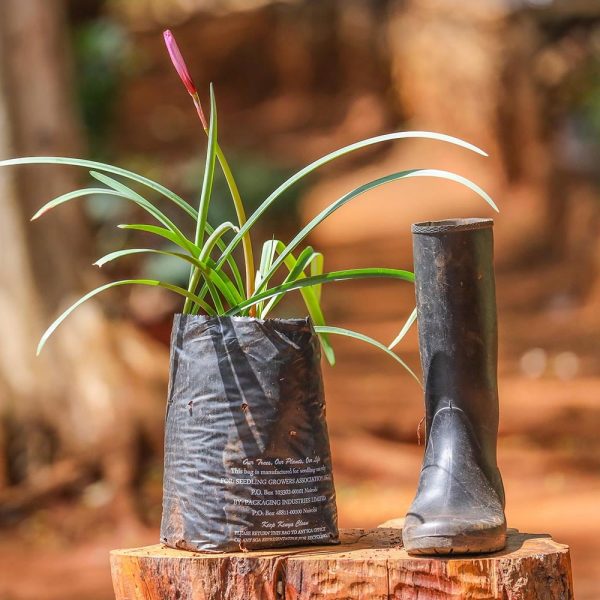 Brazilian Copper Lily (Habranthus robustus)/rain lily - Image 2